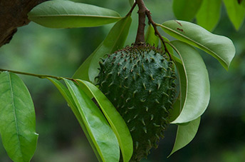 Soursop fruit in India